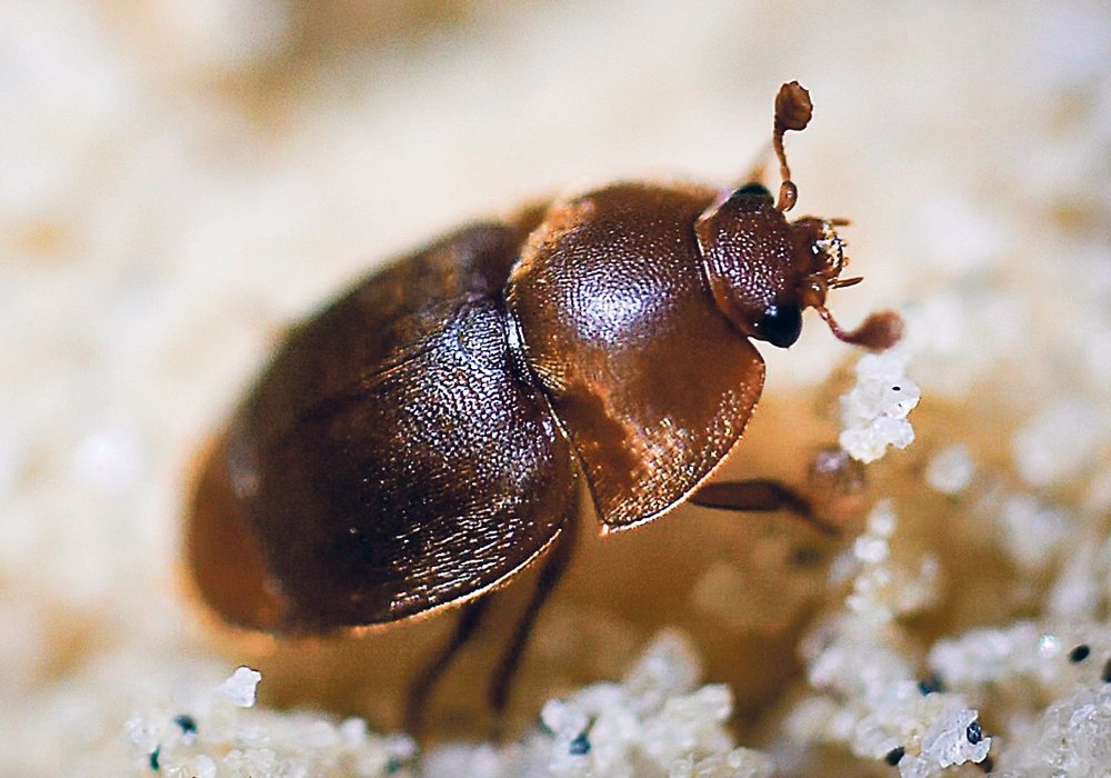 Small_Hive_Beetle